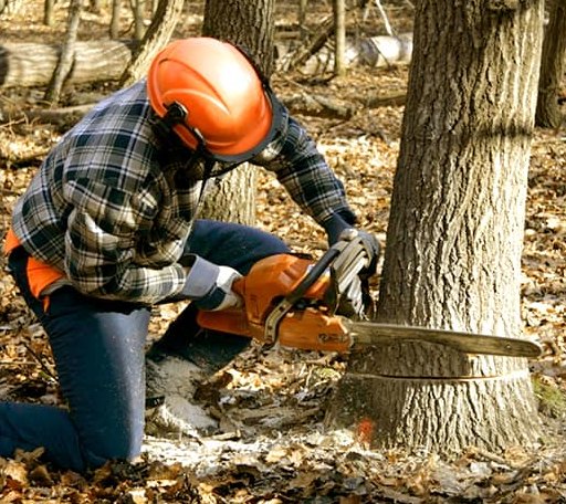 Tree Removal in Nome, ND